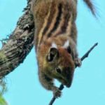 nova espécie de esquilo endêmica da China