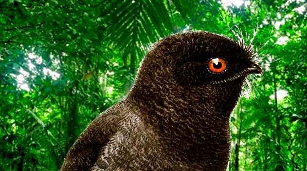 Aegotheles savesi: raríssima ave, possivelmente extinta