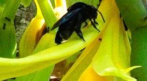 Animais dispersores de orquídeas