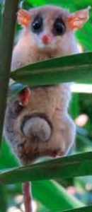 Gracilinanus agilis - Cuíca-graciosa