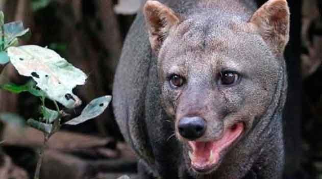 cachorro-do-mato-de-orelhas-curtas (Atelocynus microtis) - O cão-fantasma da Amazônia: único canídeo endêmico da floresta