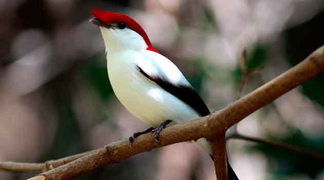 soldadinho-do-araripe