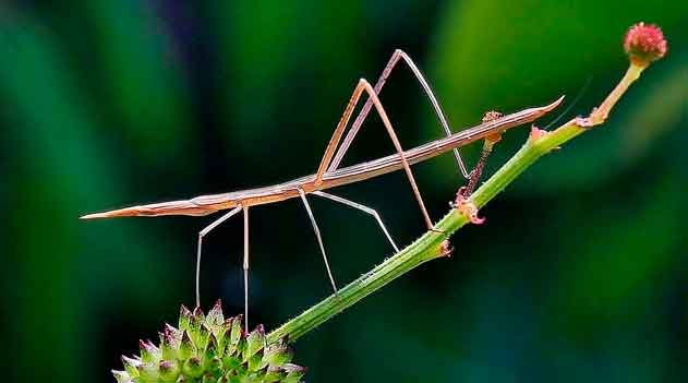 Declínio dos insetos terrestres no Brasil
