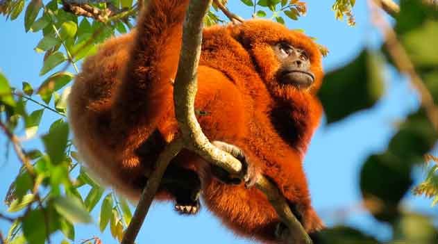Bugio-ruivo (Alouatta guariba clamitans)