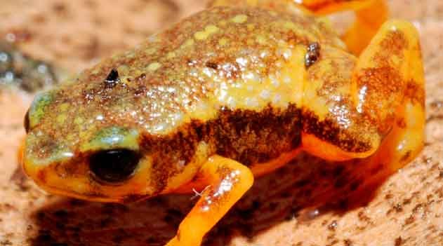 Brachycephalus clarissae