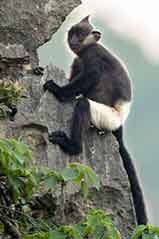 Trachypithecus delacouri