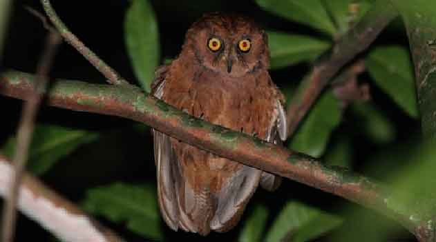 Nova espécie de coruja da Ilha do Príncipe