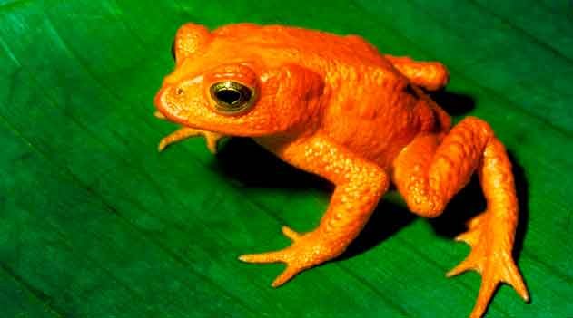 Sapo-dourado: o mistério de um anfíbio extinto