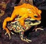 sapo-laranja Incilius periglenes
