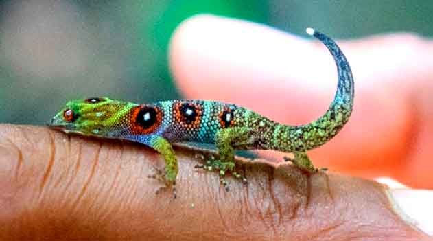 Uma lagartixa de sorte