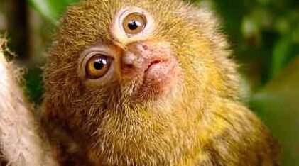 O Sagui-pigmeu do biólogo Spix