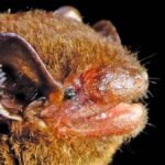 Pipistrelle-do-príncipe Pipistrelle-do-príncipe: nova espécie de morcego é revelada