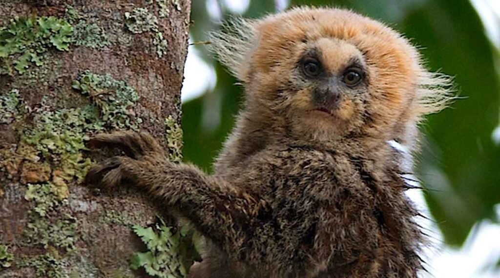 Sagui-da-serra-claro