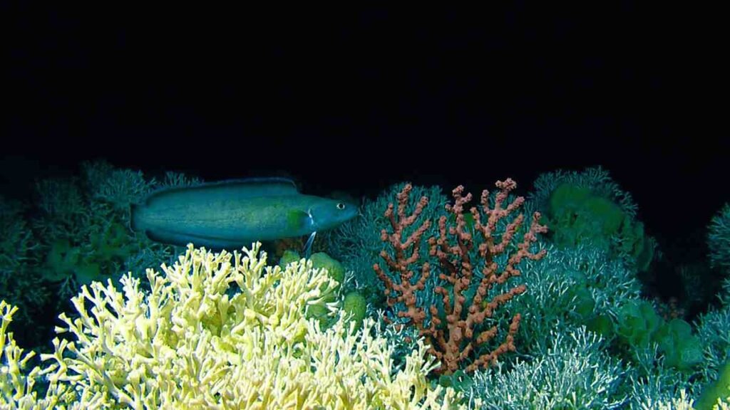 Novas espécies no mar brasileiro