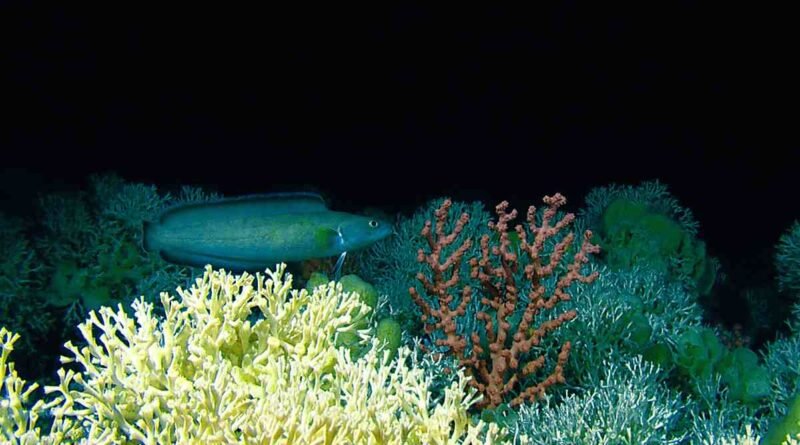 Novas espécies no mar brasileiro