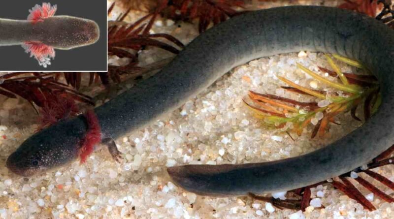 Nova espécie de salamandra