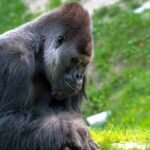 Esperança para o gorila Esperança para o gorila