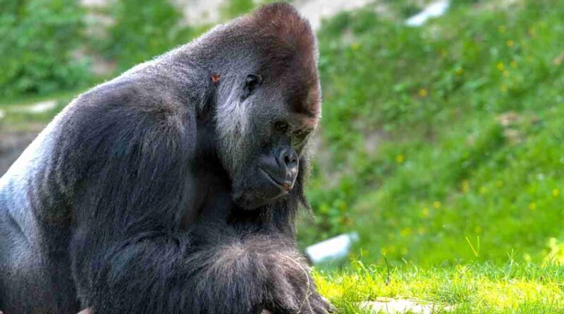 Esperança para o gorila