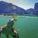 A Esperança nas Águas Esperança nas Águas