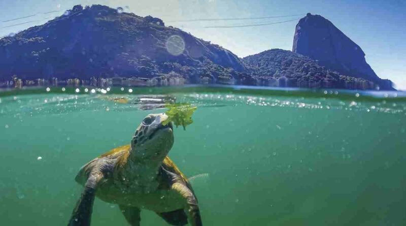 Esperança nas Águas