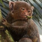 Um primata ancestral das Américas