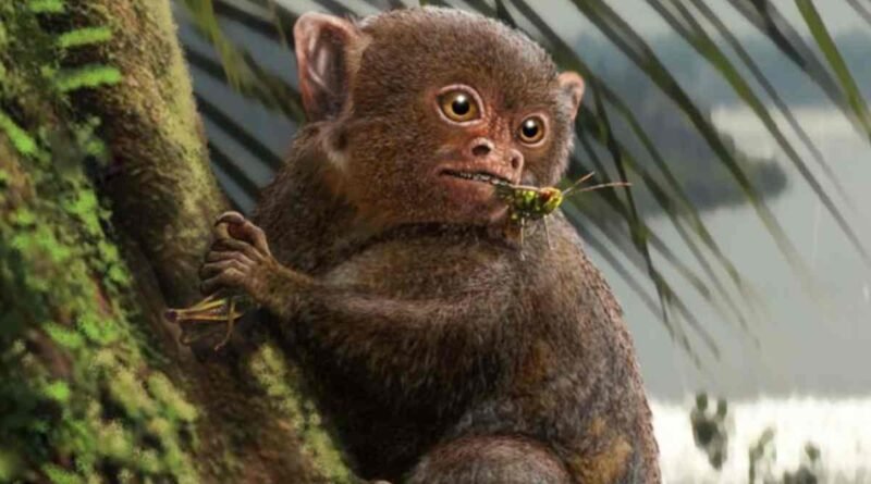 Um primata ancestral das Américas