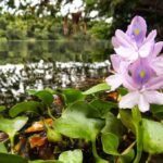 Espécies invasoras Espécies invasoras