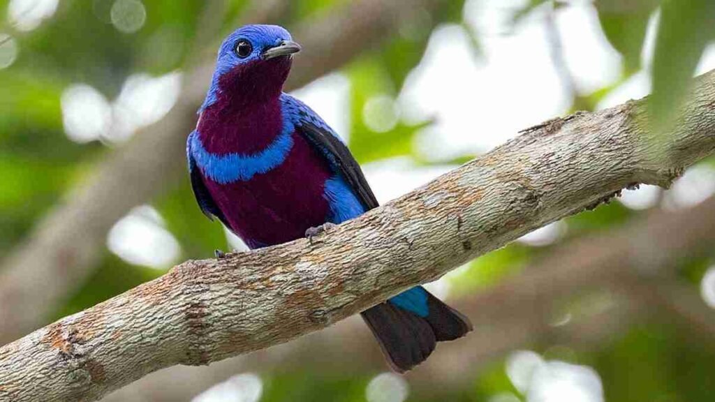 Crejoá - Cotinga maculata