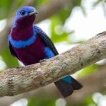 Crejoá Crejoá - Cotinga maculata