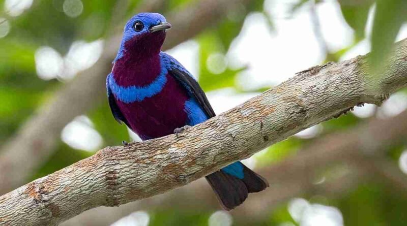Crejoá - Cotinga maculata