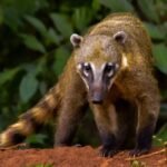 Quati-da-américa-do-sul, Quati-do-nariz-marrom, Coati, Mundé, Quatimundé, Quatimundéu
