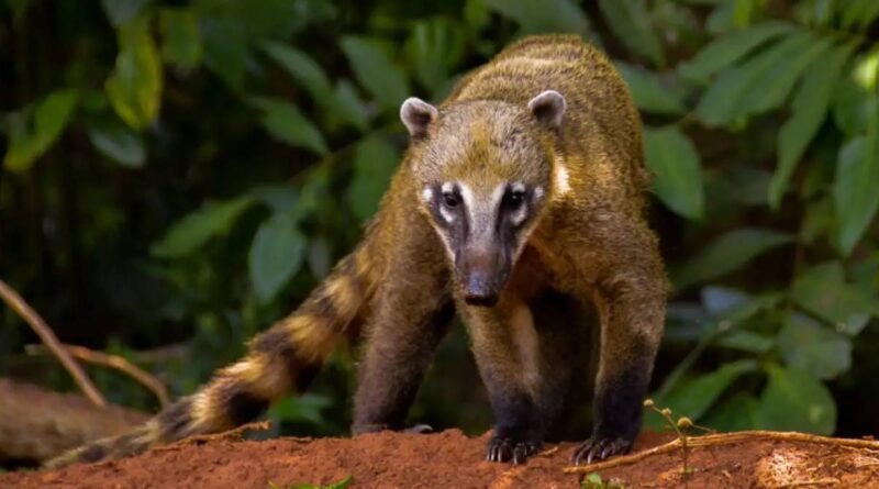 Quati-da-américa-do-sul, Quati-do-nariz-marrom, Coati, Mundé, Quatimundé, Quatimundéu