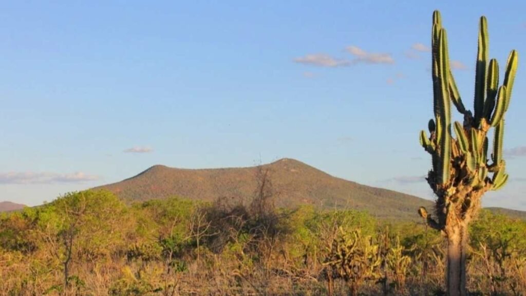Caatinga Bioma
