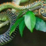 Evolução das serpentes Evolução das serpentes