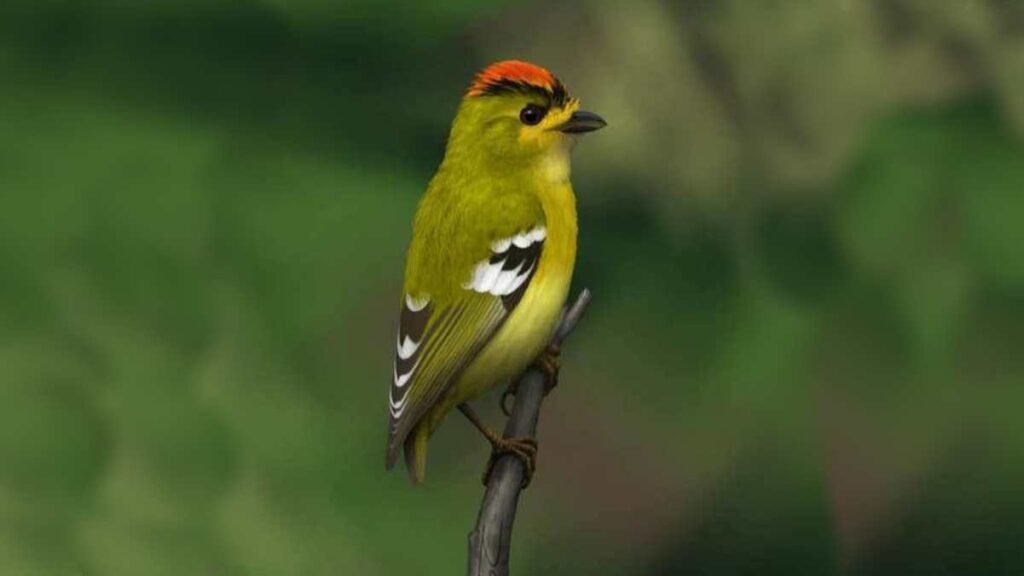 Os últimos Tietê-de-coroa