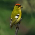 Os últimos Tietê-de-coroa Os últimos Tietê-de-coroa