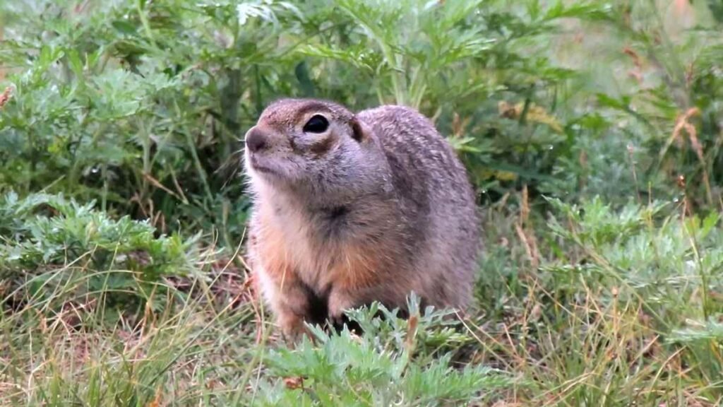 Nova espécie de esquilo terrestre