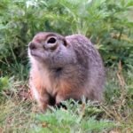 Nova espécie de esquilo terrestre Nova espécie de esquilo terrestre