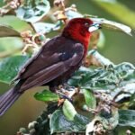 Estratégias na alimentação de aves estrategias-naalimentacao-de-aves