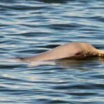 Dia Nacional da Toninha