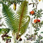 Dia mundial de arte botãnica - 18 de maio