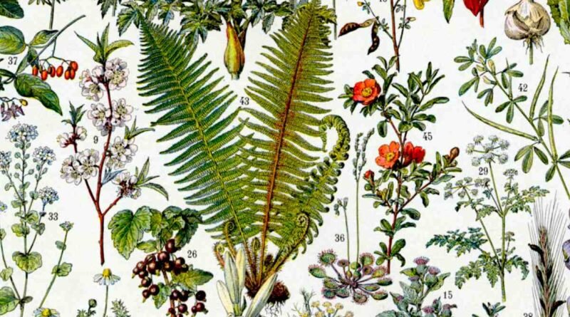 Dia mundial de arte botãnica - 18 de maio
