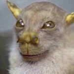 Importância da descoberta de espécies - Morcego Yoda