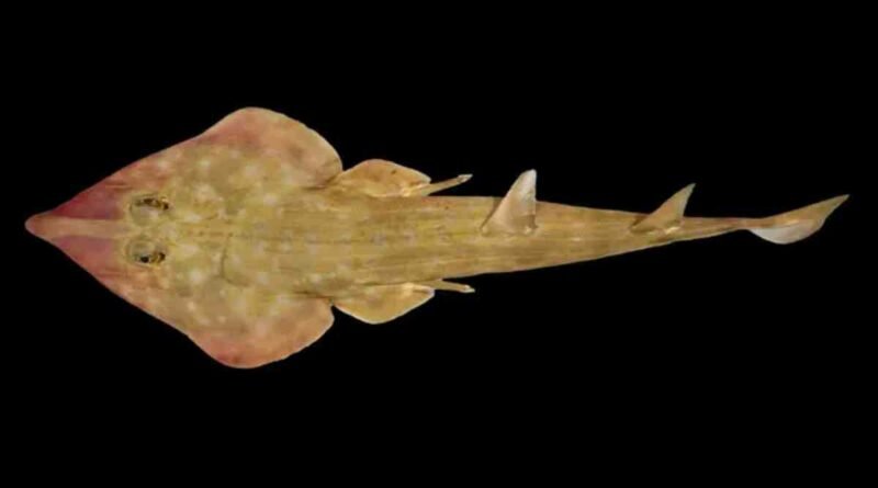 Mais de 800 novas espécies nos oceanos - tubarão-guitarra