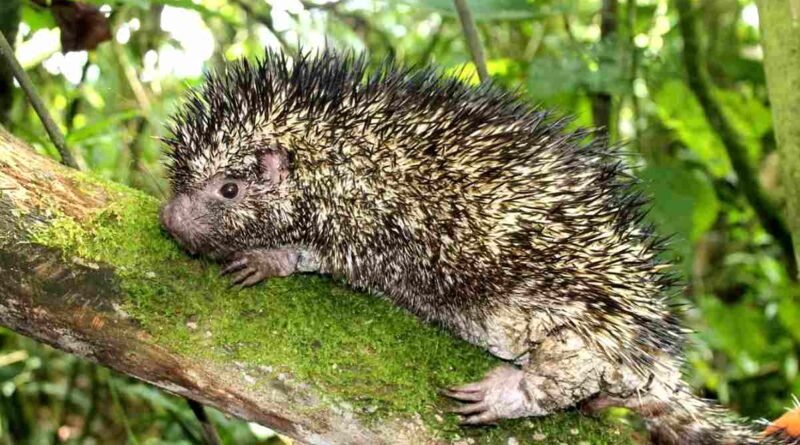Nova espécie de ouriço revelada na Colômbia