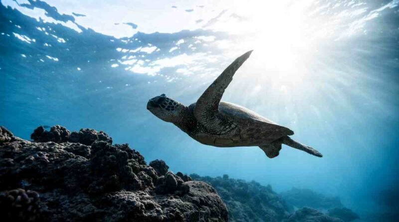 Dia Mundial da Tartaruga – Um Chamado à Consciência e à Preservação