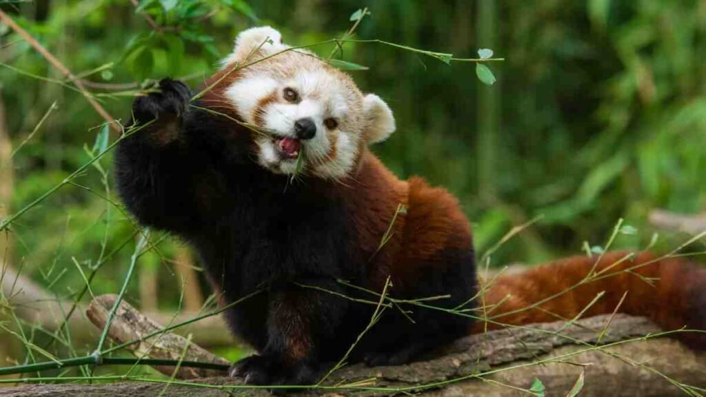 Dia das Espécies Ameaçadas - Panda-vermelho