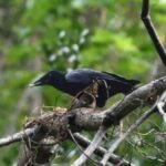 Zoologia em expansão