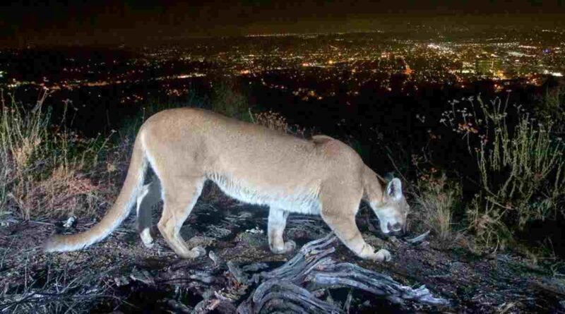 Biologia Urbana: a vida selvagem adaptada às cidades - onça-parda