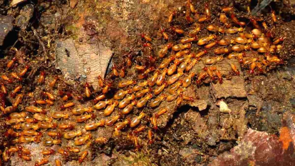 Cupins sociais - Insetos Sociais e Democracia Natural: decisões na colmeia e além